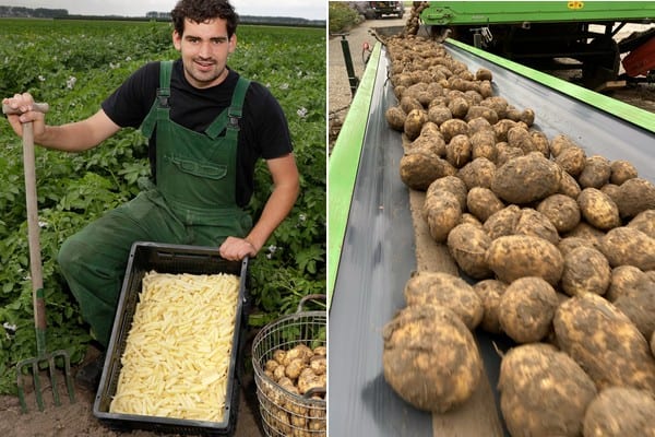 „Keine Pommes mehr Kartoffeln für die Verarbeiter? Dann schneiden wir sie selbst. “