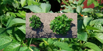 University of Helsinki: Plant vir­uses hi­jack the de­fence sys­tem of plants, but re­search­ers may be able to find a way to strike back