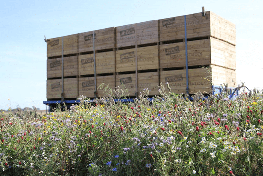 Wildflowers could control aphid-borne viruses in potatoes 6 wildflowers