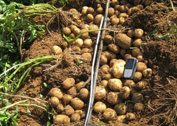 potato variety