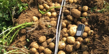 potato variety