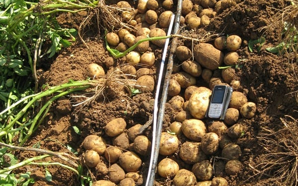 potato variety