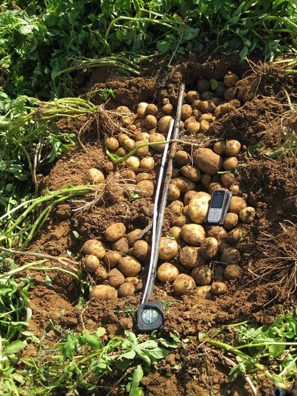 aardappelras