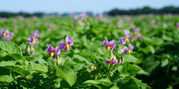 Variety show series: Meijer Potato: Potato variety must always be distinctive