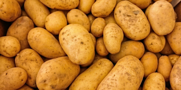 Successful trial ‘BeneSTIM Recovery’ on Potatoes in UK