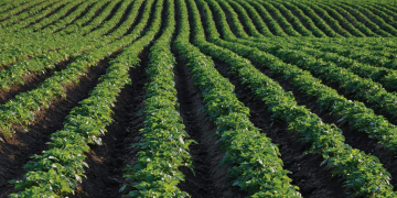 Netafim: Potato Best Management