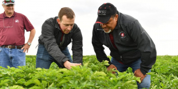 WSU creates new endowed chair in soil health to support potato agriculture
