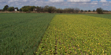 COVER CROPS IN POTATO PRODUCTION