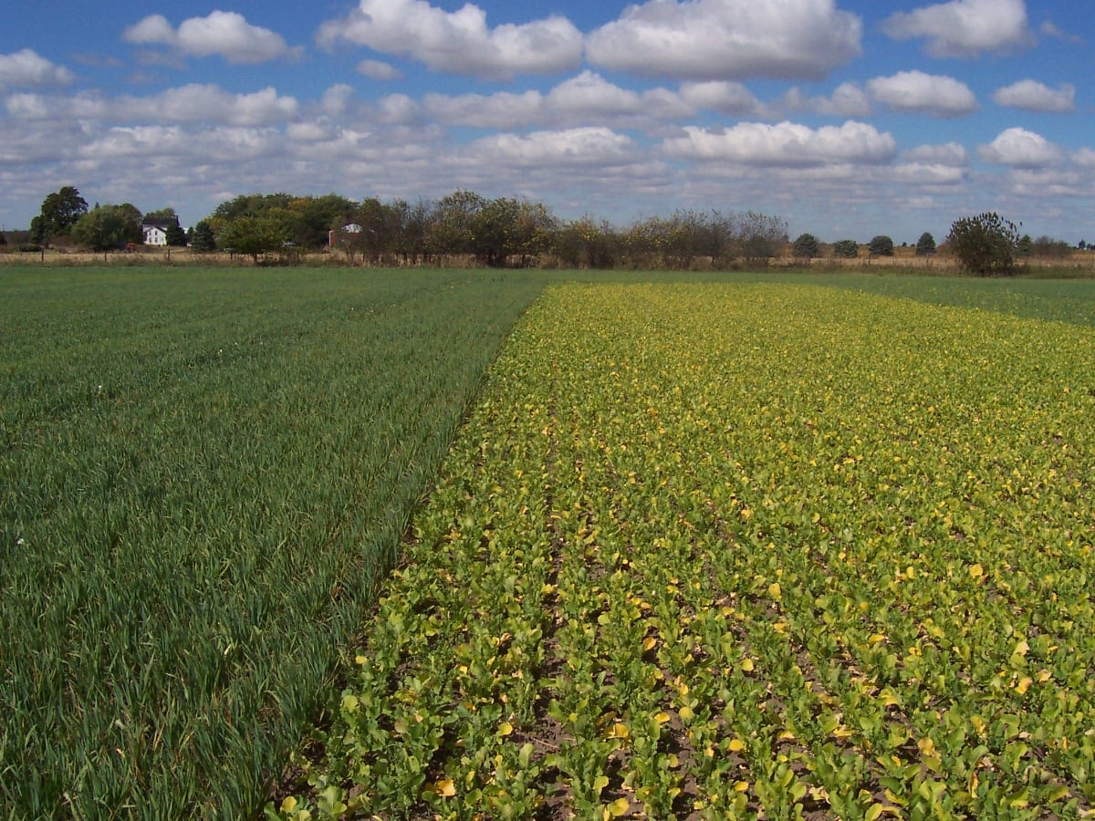 COVER CROPS IN POTATO PRODUCTION