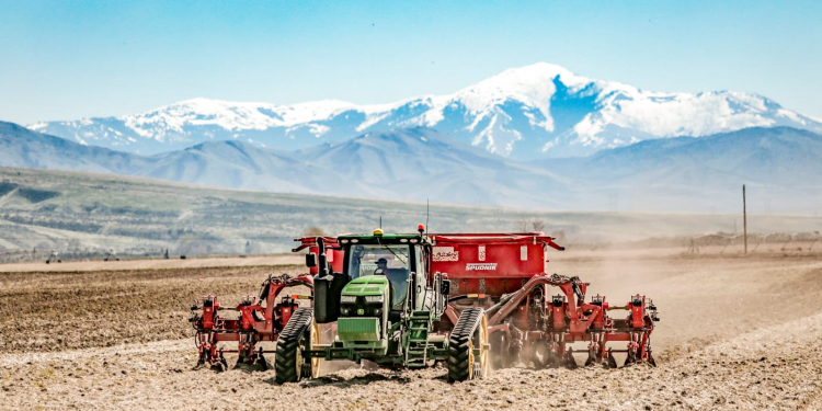 Idaho potato field