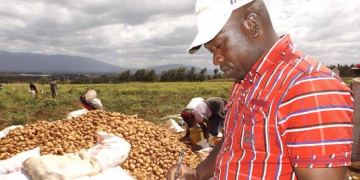 potato farm