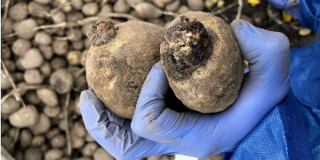 Wart disease nevertheless strikes potato varieties with high resistance thanks to precipitation