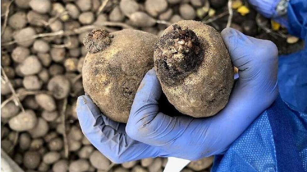 Wart disease nevertheless strikes potato varieties with high resistance thanks to precipitation