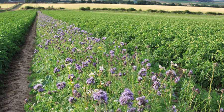 wildflowers