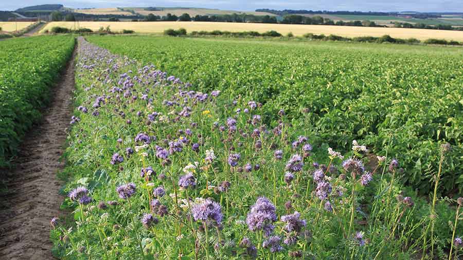 wildflowers