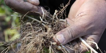 Research: maintaining soil quality within phosphate standards