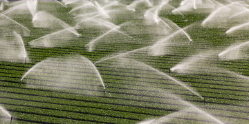 Fertiliser management for fresh market potatoes grown on coastal sands