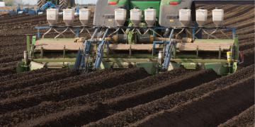 Trial shows best nematicide strategy for PCN in potatoes