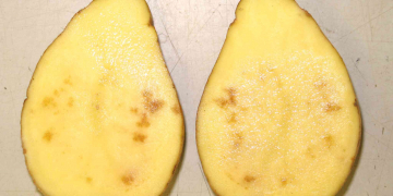 Calcium’s role in potato quality, production