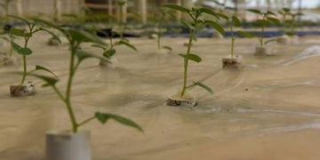 How a visionary in Rwanda is growing potatoes in the air