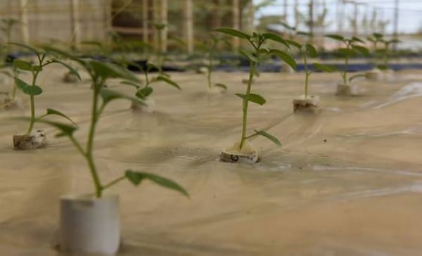 How a visionary in Rwanda is growing potatoes in the air