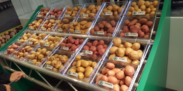 Variety show series: IPM Potato Group: pre-sorting for hard Brexit