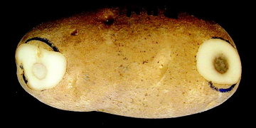 1,4SIGHT®: Biocontrol for Reduced Bruising