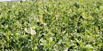 MSU Extension: diagnosing herbicide injury on plants