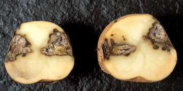 Nematodes and soil fungi caught in the database of Best4Soil