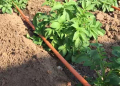 mobile drip irrigation potato