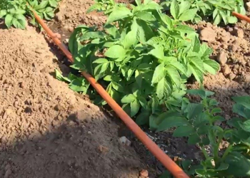 mobile drip irrigation potato