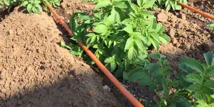 mobile drip irrigation potato