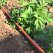 mobile drip irrigation potato