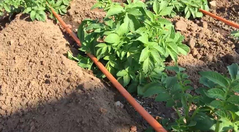 mobile drip irrigation potato