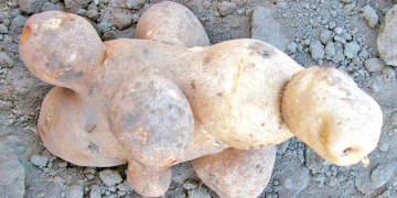 Potato Tuber Second Growth