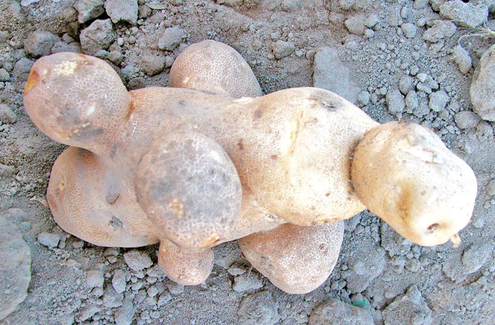 Potato Tuber Second Growth
