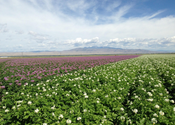 seed potato farm