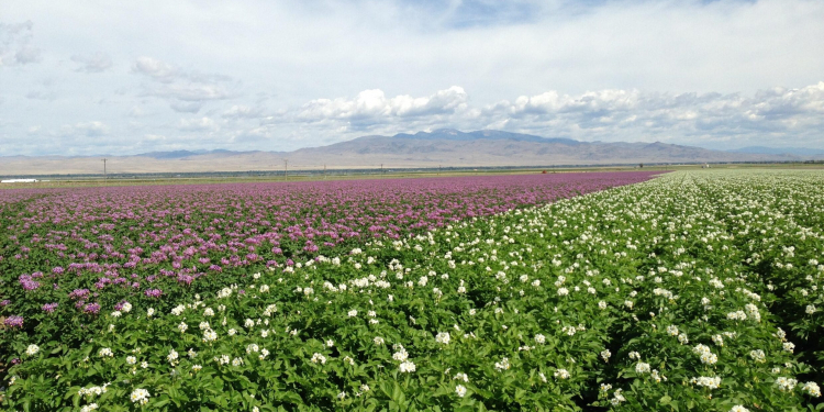 seed potato farm