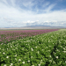 seed potato farm