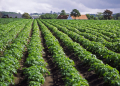 overhead irrigation potato