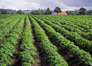 overhead irrigation potato