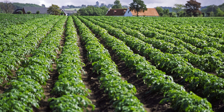 overhead irrigation potato