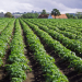 overhead irrigation potato