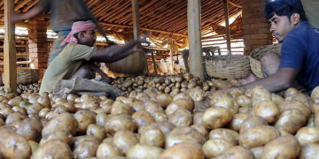 Potato prices crash in India as the new crop begins arriving in North India