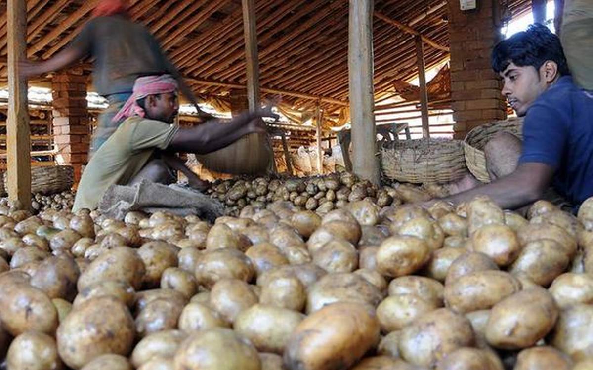 Potato Prices Crash In India As The New Crop Begins Arriving In North   BL26 POTATO 