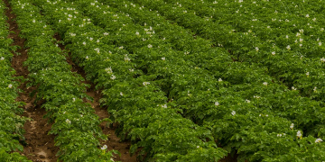 SPUDSMART – Water Soluble vs. Slow-Release Fertilizers