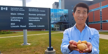 Global temperatures have Canadian researcher studying heat stress in potato plants
