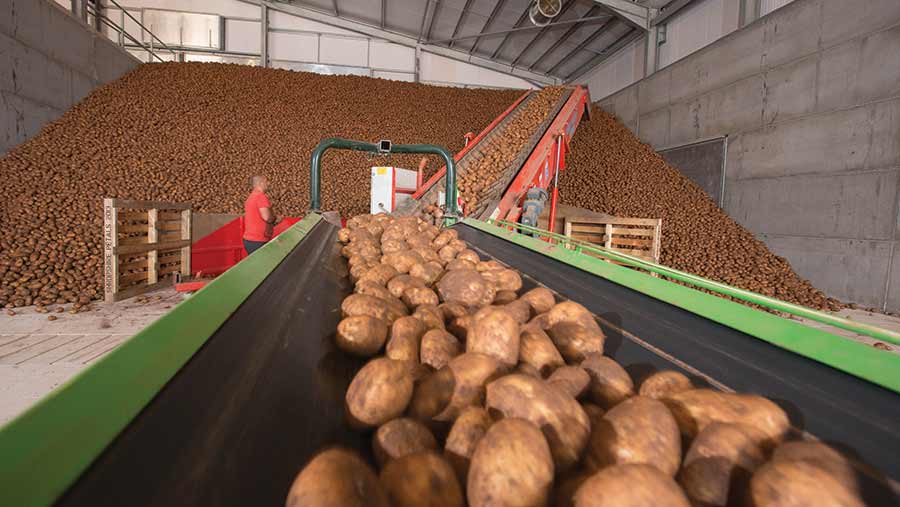 La cinta transportadora adecuada puede ser clave en el proceso de almacenamiento de patatas 3 Ascensores cargando un almacén de patatas a granel