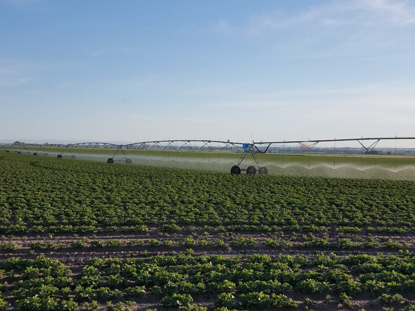 Effective Potato Irrigation with Komet Pivot Sprinkler Products 33 Effective Potato Irrigation with Komet Pivot Sprinkler Products