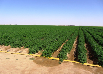 Overhead Irrigation